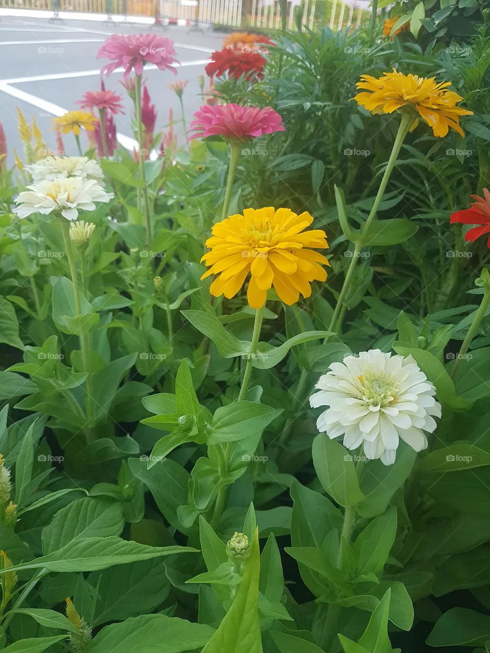 Zinnia  View