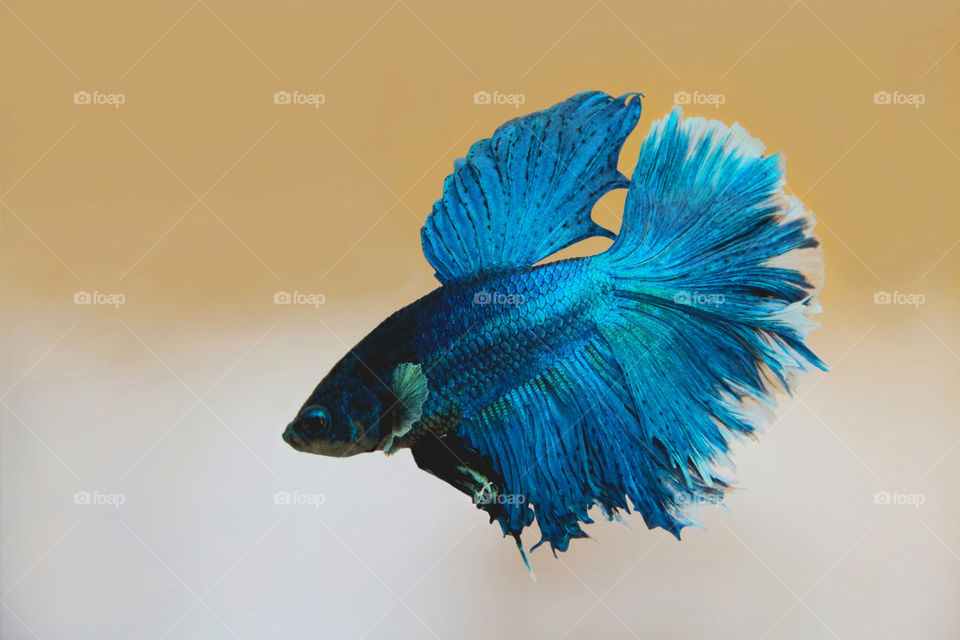 Siamese fighting fish