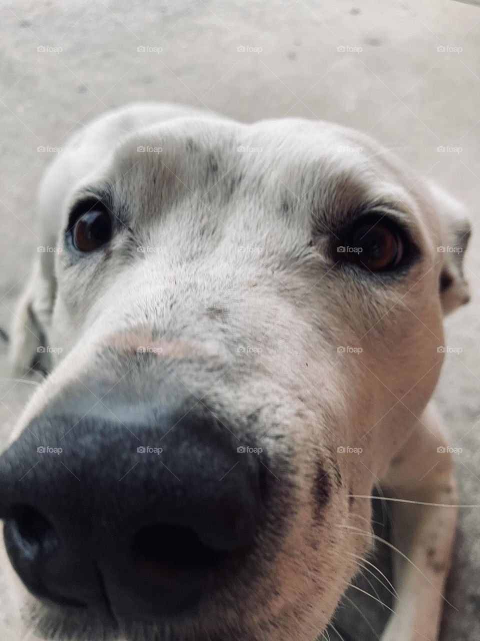 Nose boop on a doggy 