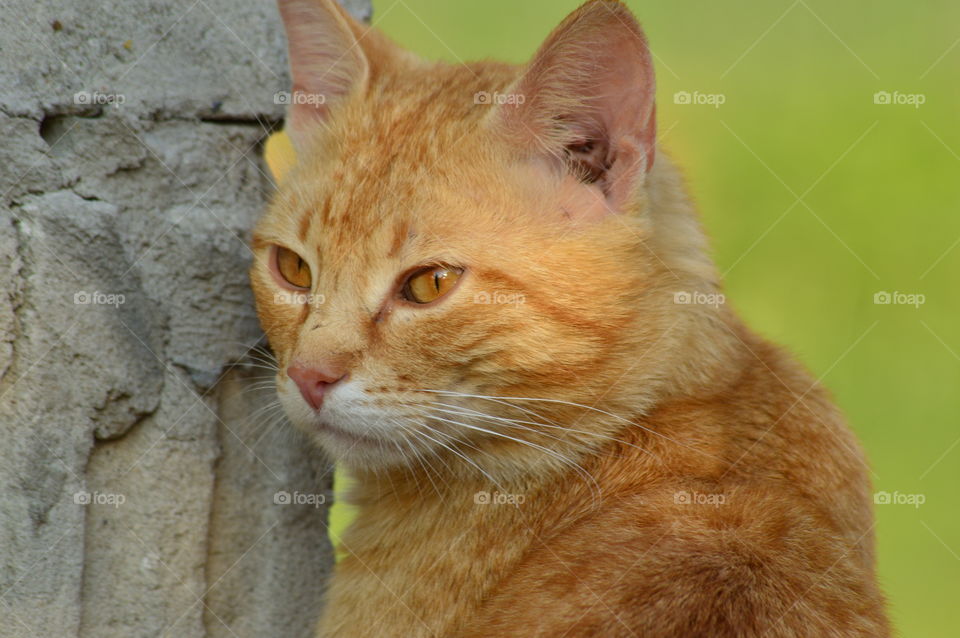 Orange kitten looking at camera