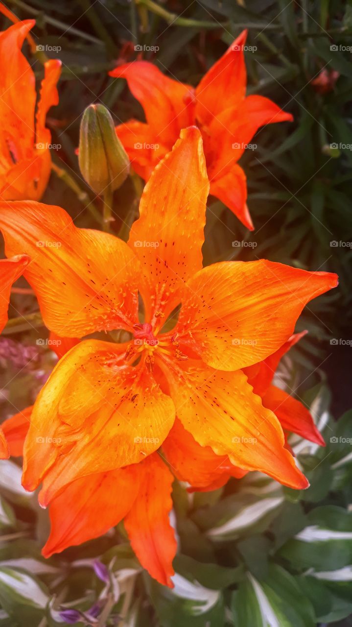 light orange 5 peaces flower