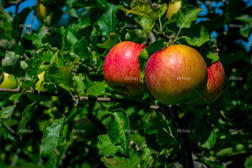 A pair of ripe apples waiting to be picked off a tree. 