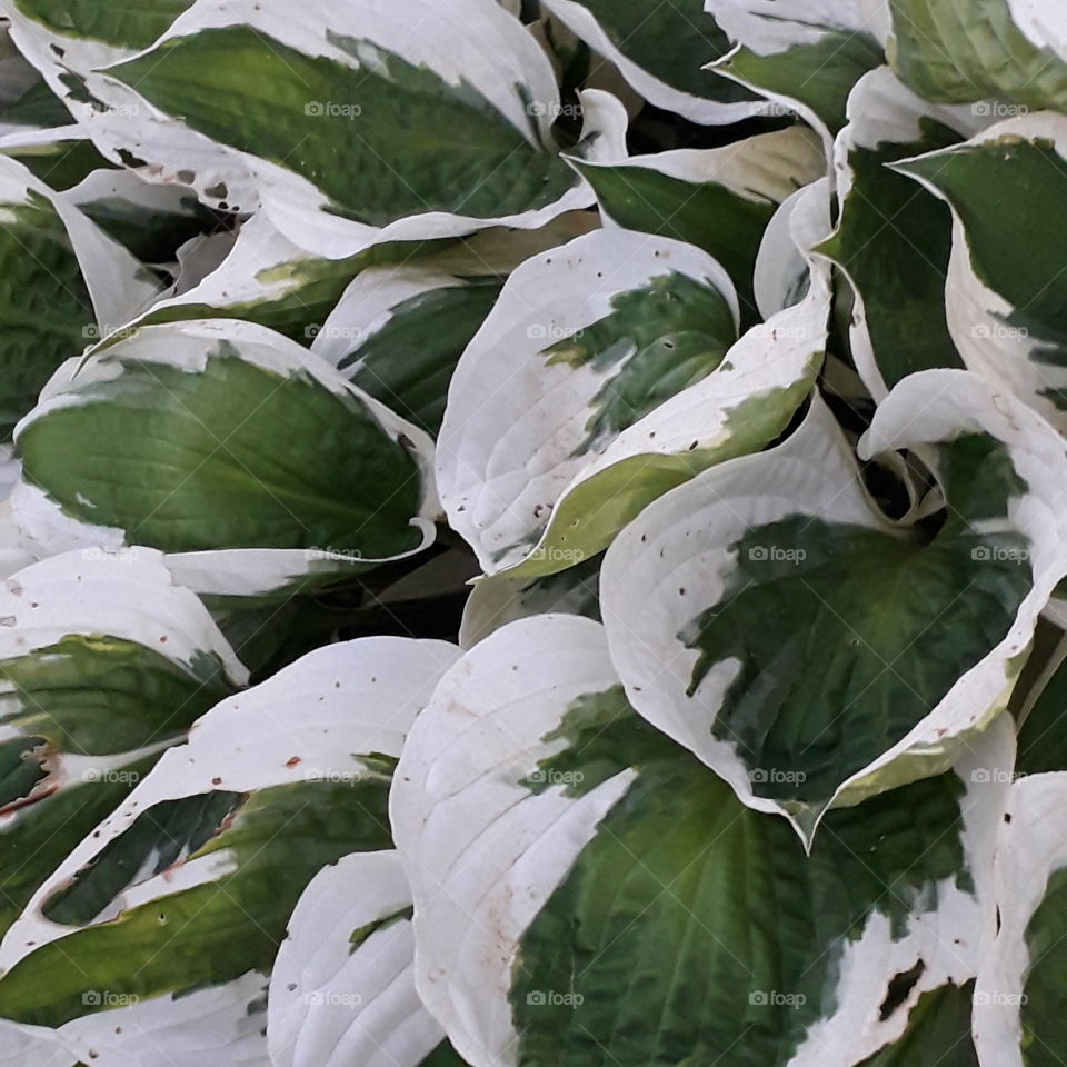 green  and white hosta leaves