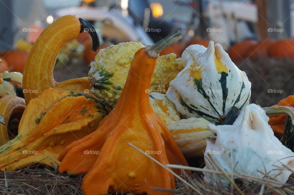 Out of my gourd. Photo taken at Pumpkin Patch in Owasso, OK