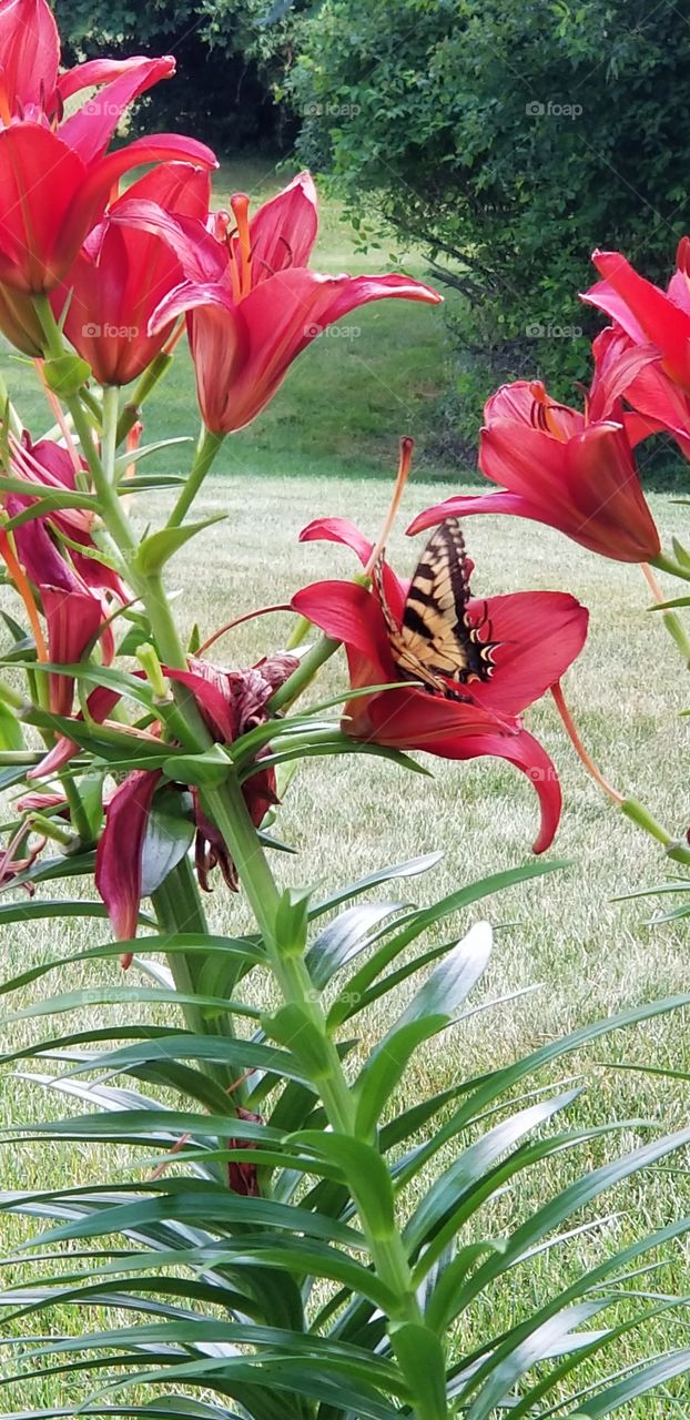 Beauty in the back yard. This beautiful butterfly "fluttered by" to admire the Commander in chief lillies briefly before settling on to the neighboring blooms.