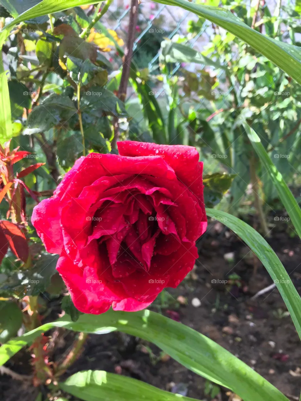 🌹🏵