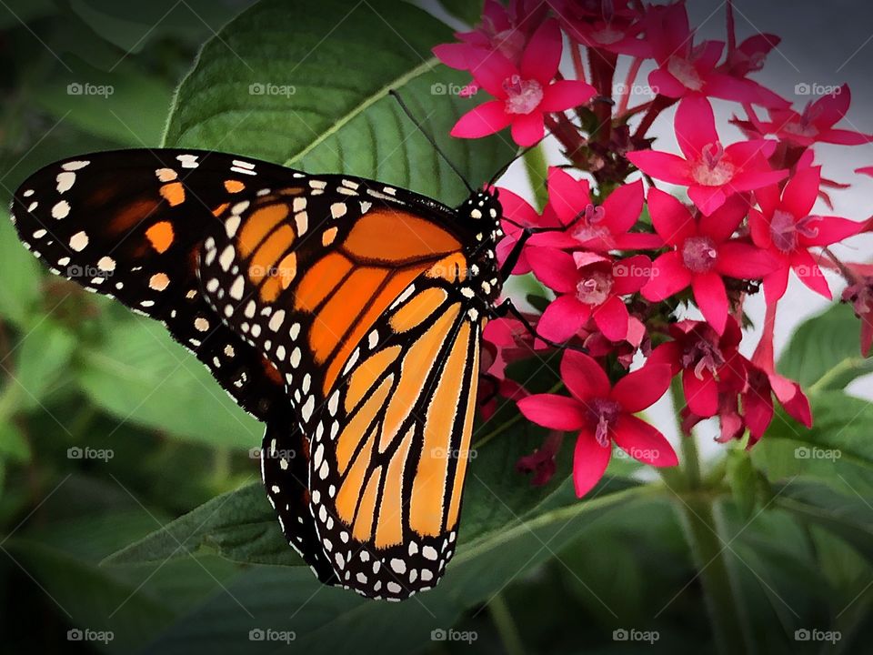 Beautiful Monarch Butterfly drinking sweet nectar.
