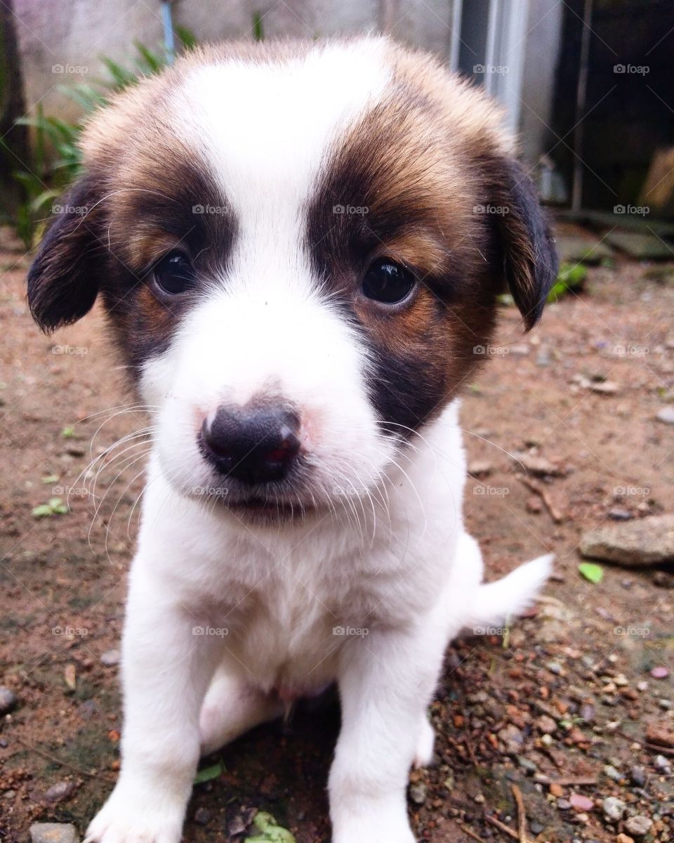 pup cute 🐕🐕🐕