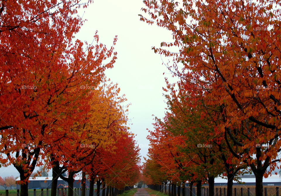 Autumn avenue