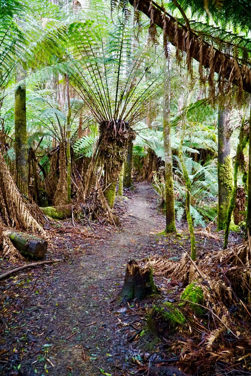 Earth path through a Rainforest