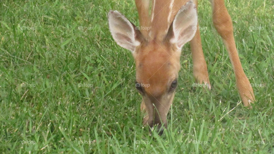 hungry baby deer