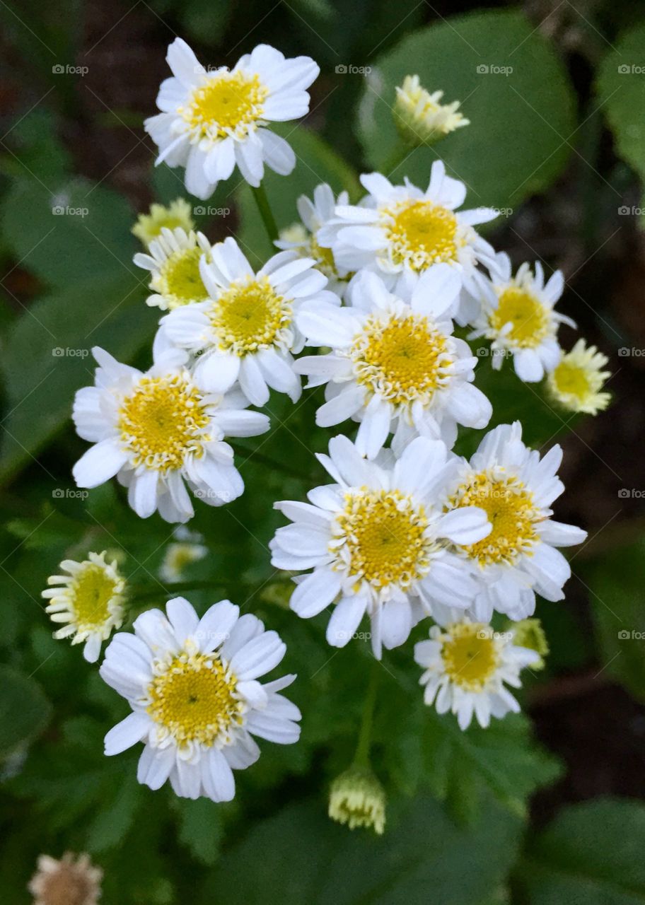 High angle view of daisy flower