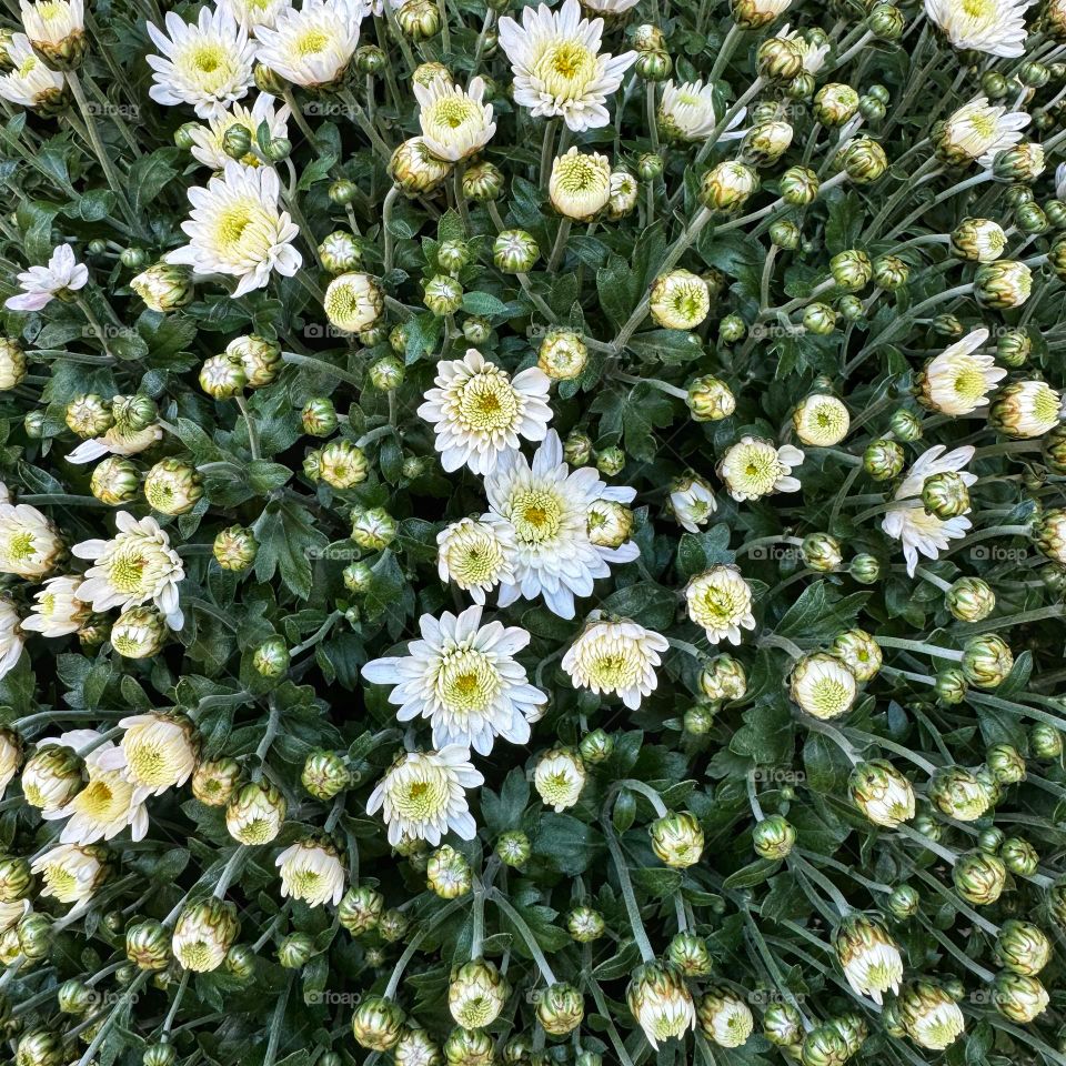 Close-up overview of budding white mums