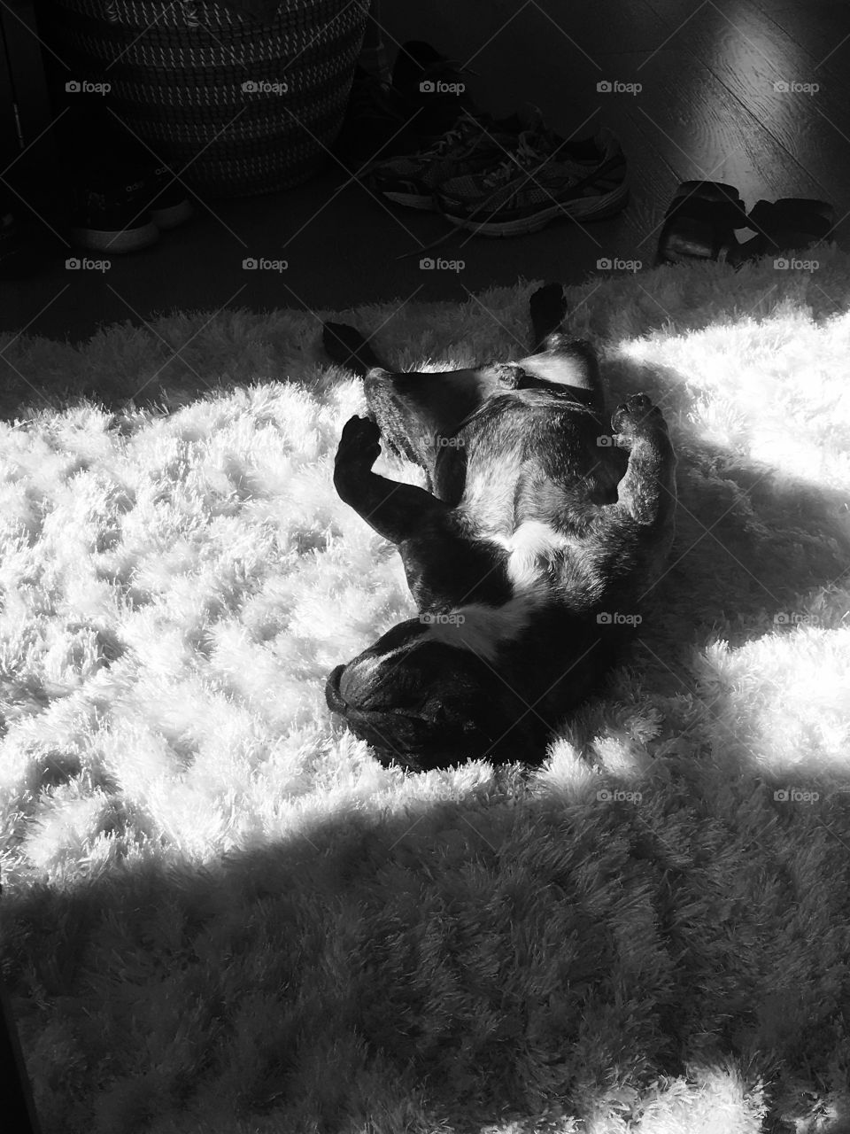 Silly French Bulldog upside down on the rug. 