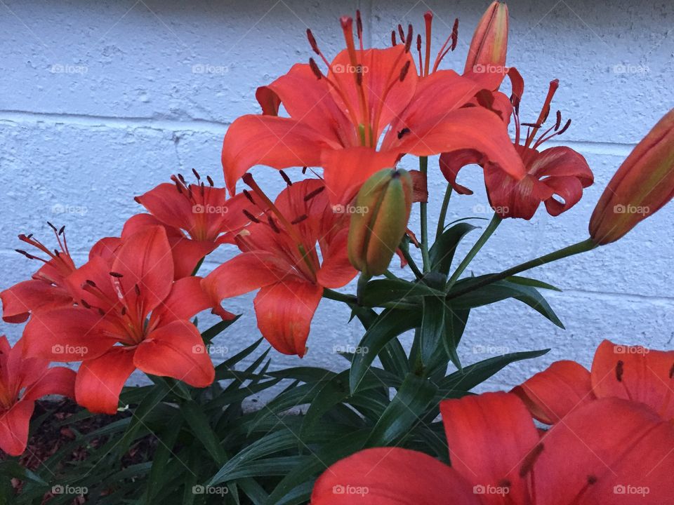 Orange color story
Getty submission
