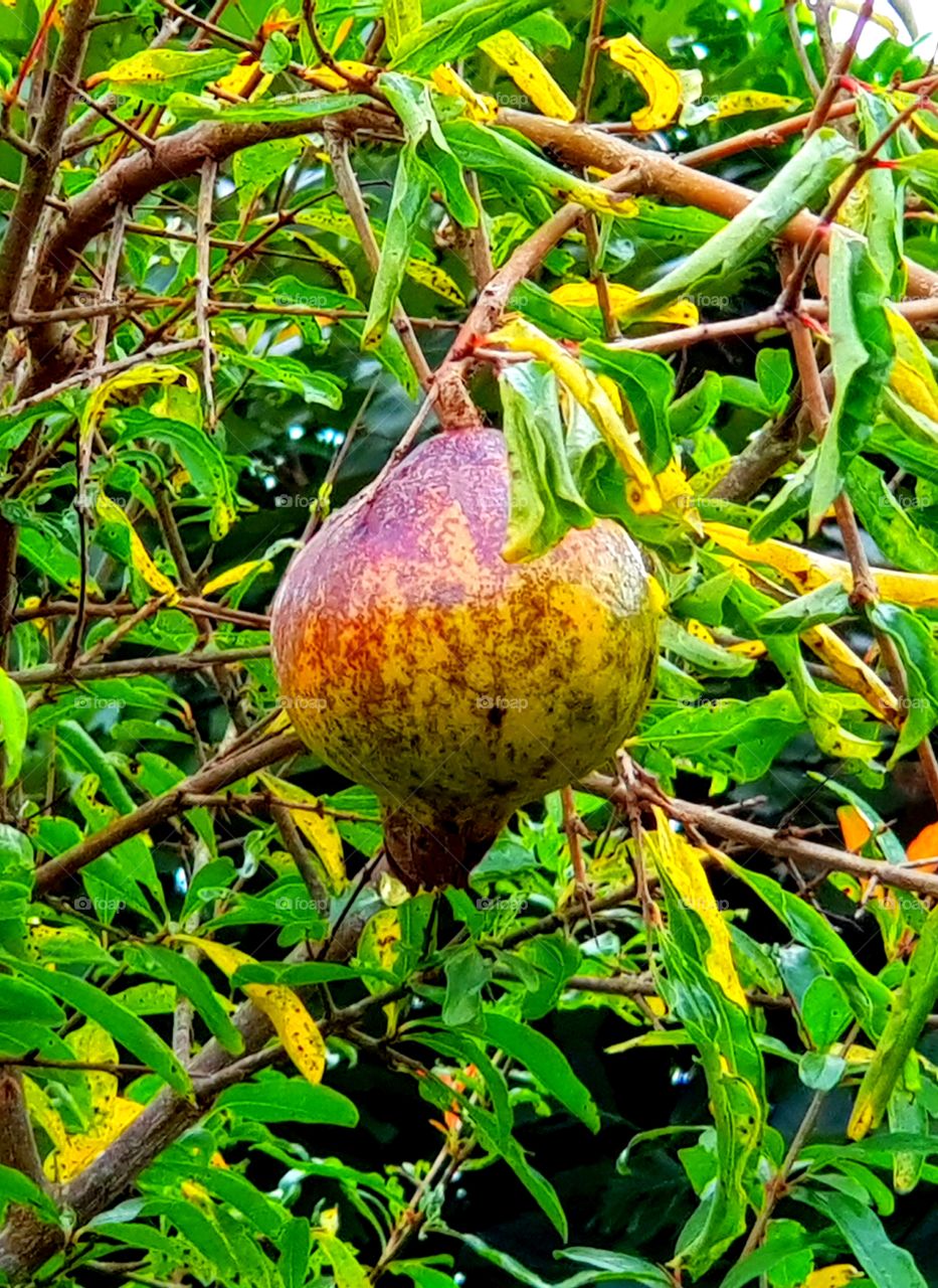 A pomegranate tree