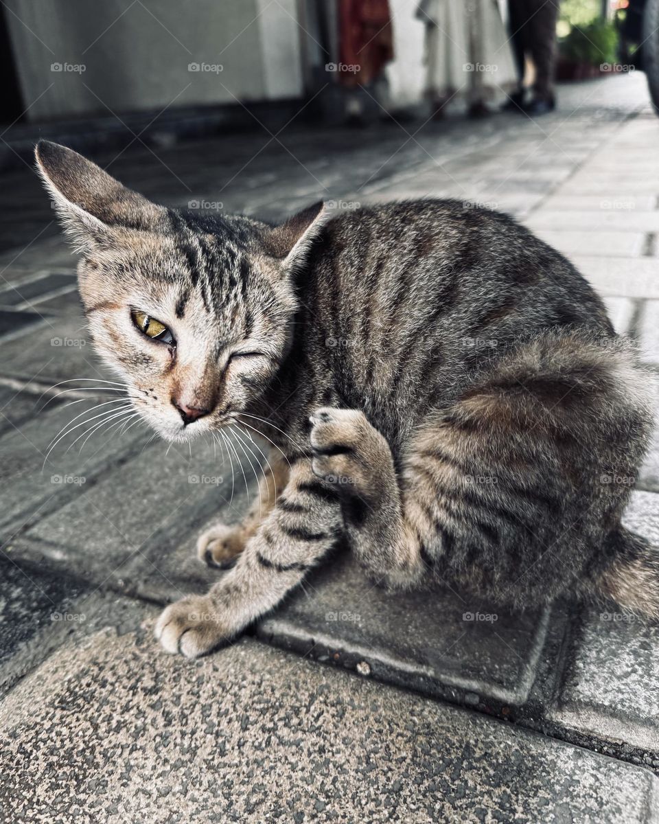 Pet american wirehair cat cutely scratching head and playful!