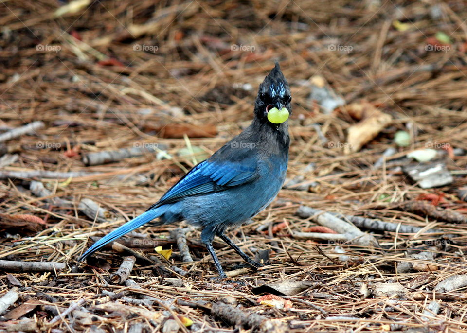 stellar jay