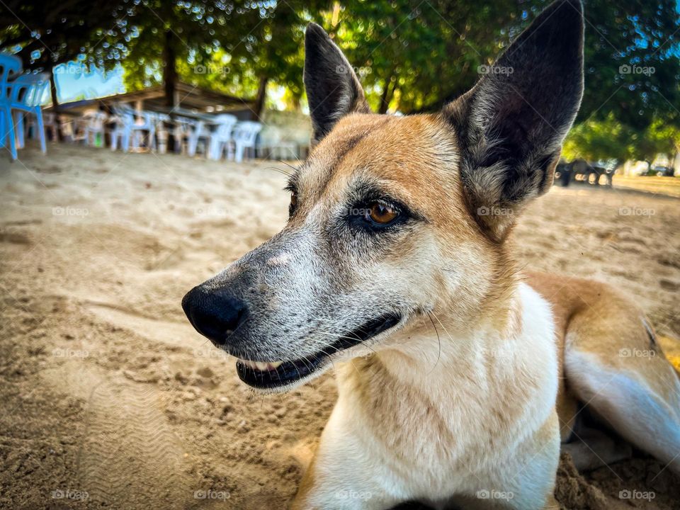 A Stray Dog resting on the beach!