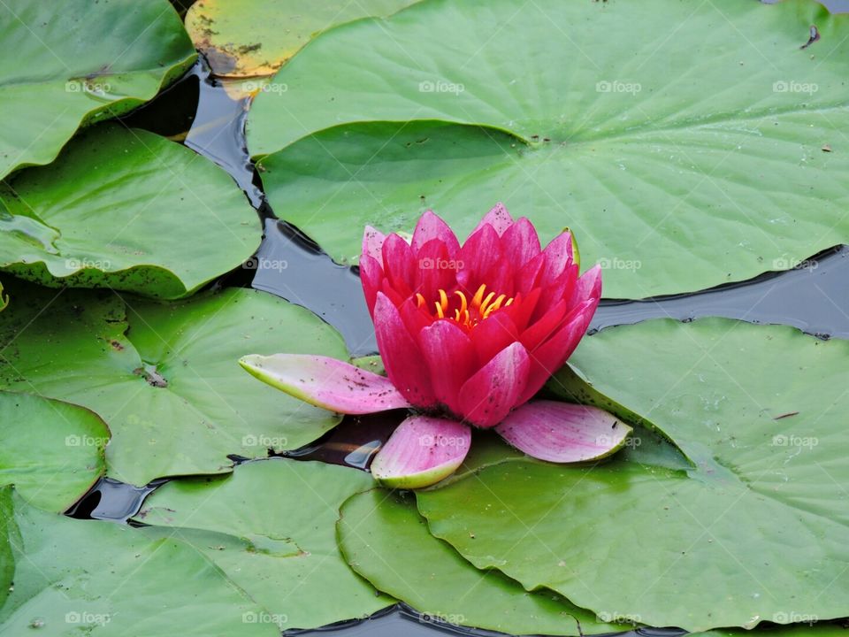 Water Lily. A bright pink water lily