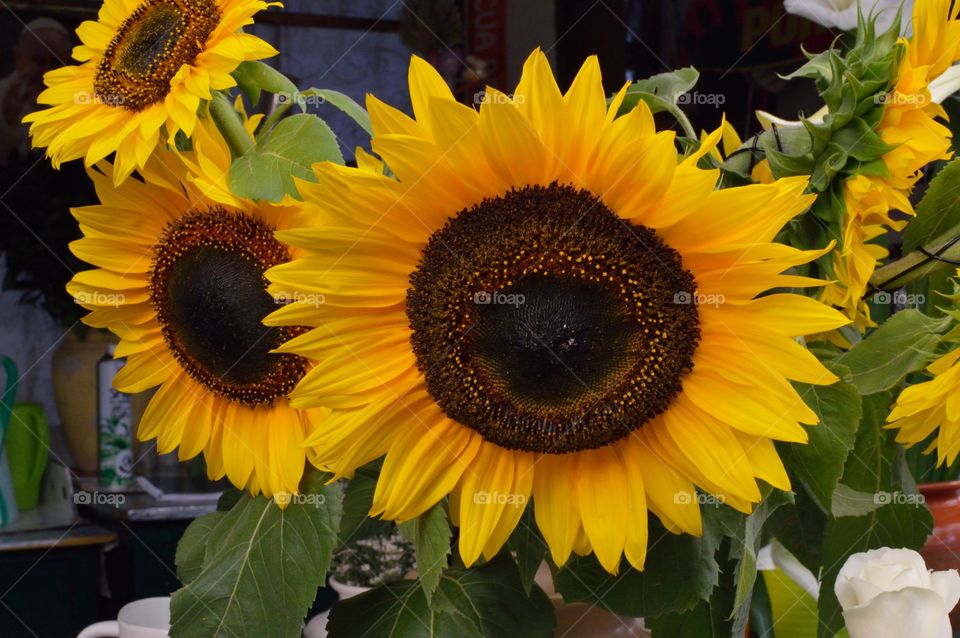 sunflowers at the market