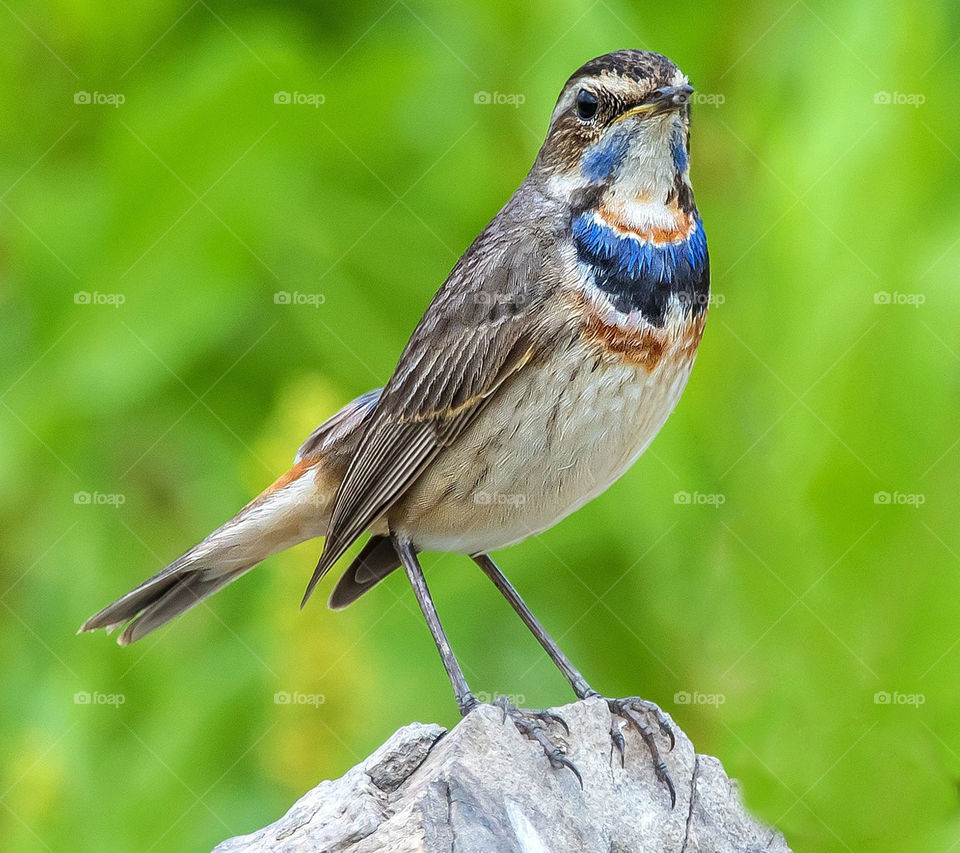 Portrait of bird perching on rock
