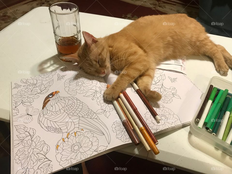 Cat Interrupting Coloring