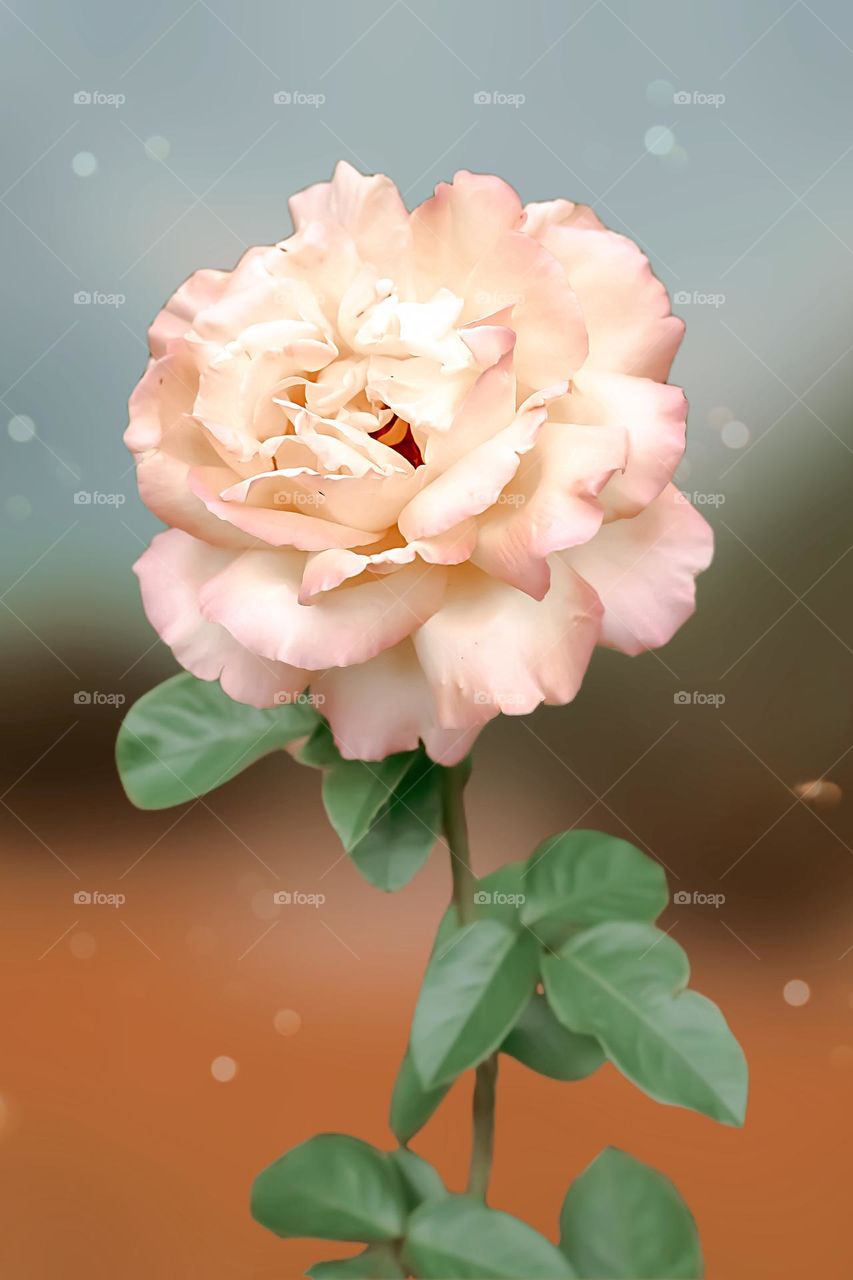 China rose, a species of Roses 