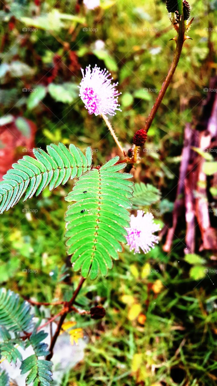 mimosa tree