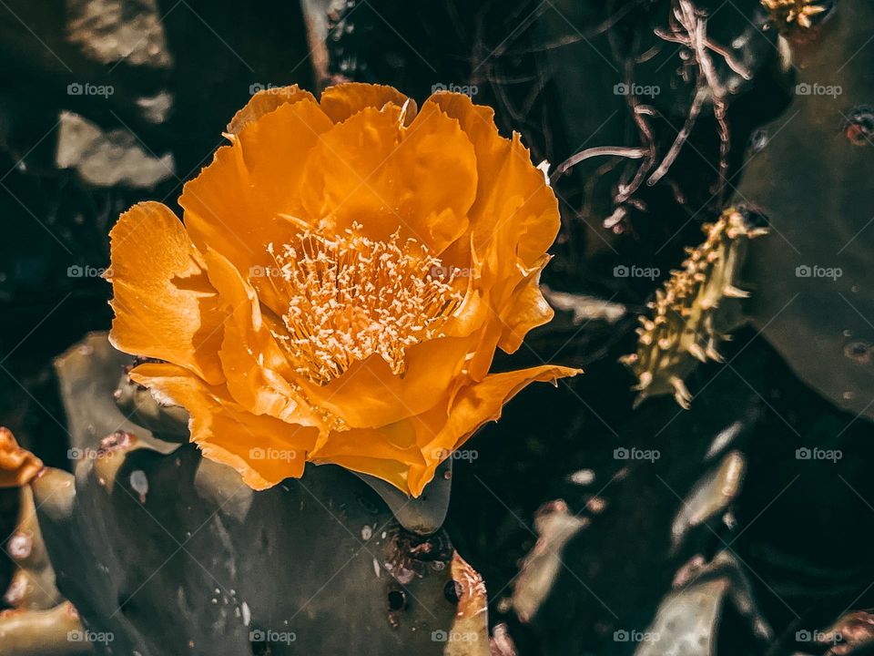 Deep orange cactus flower 