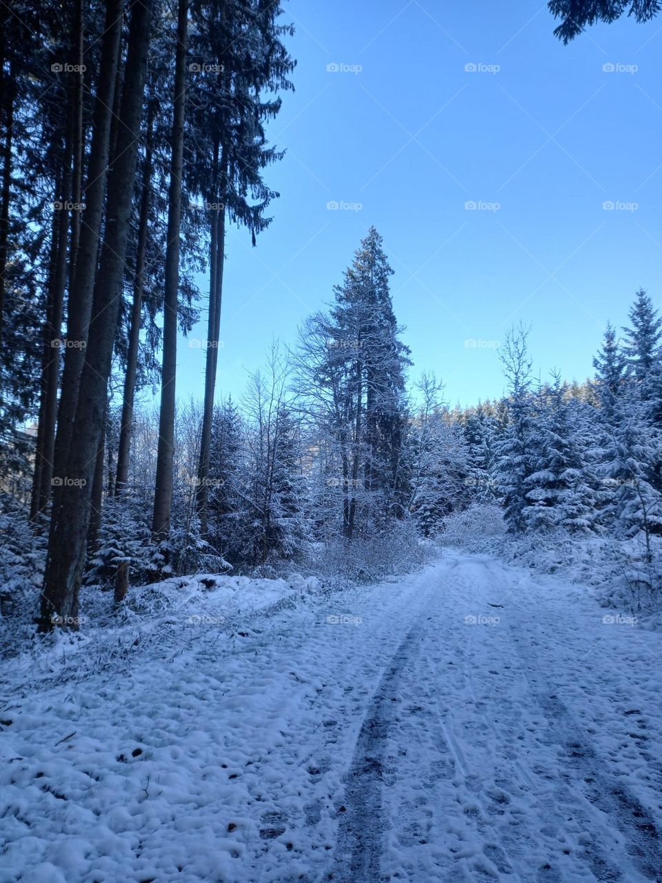 A Trail in Winter Wonderland