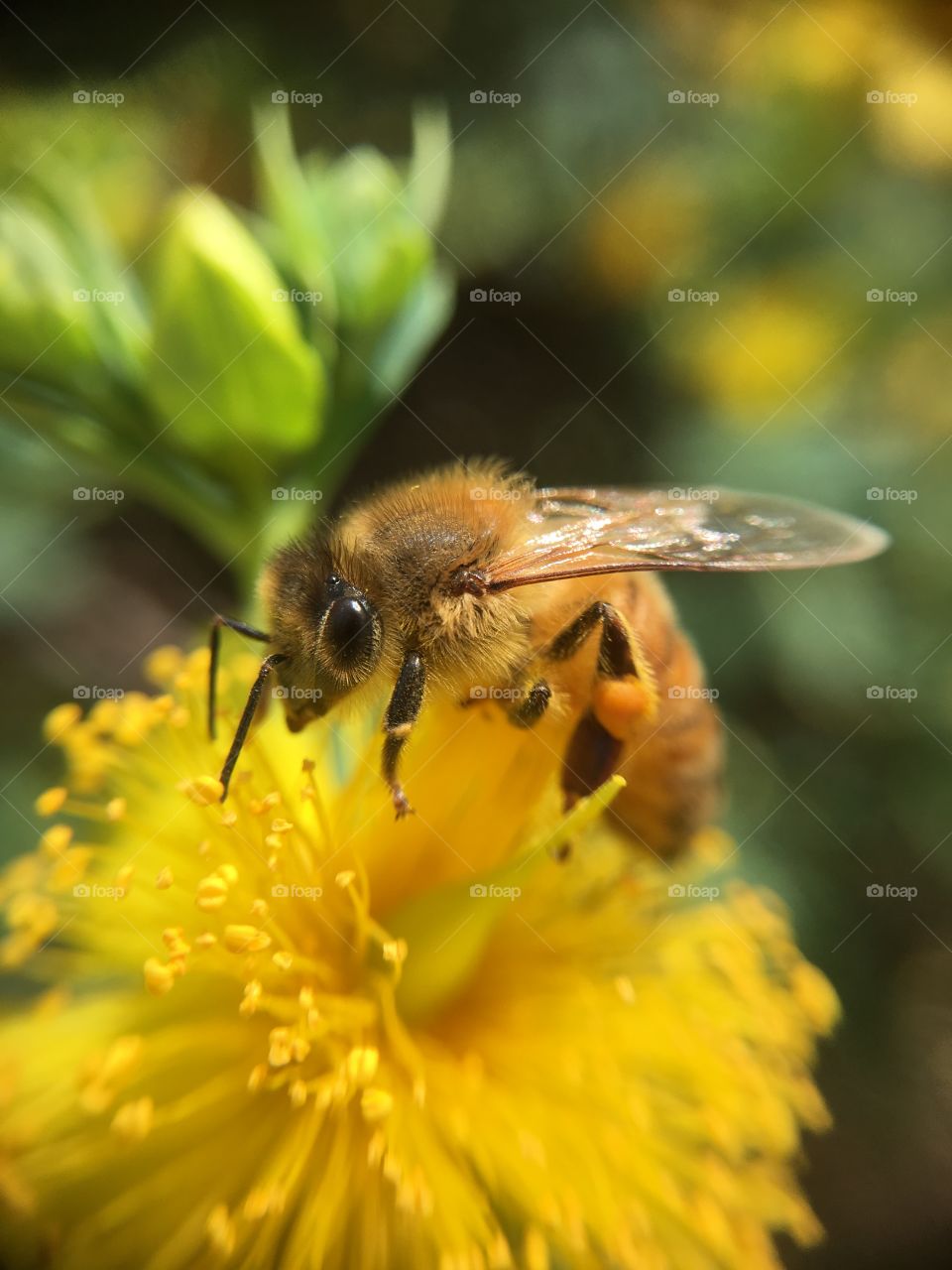 Honeybee on yellow flower