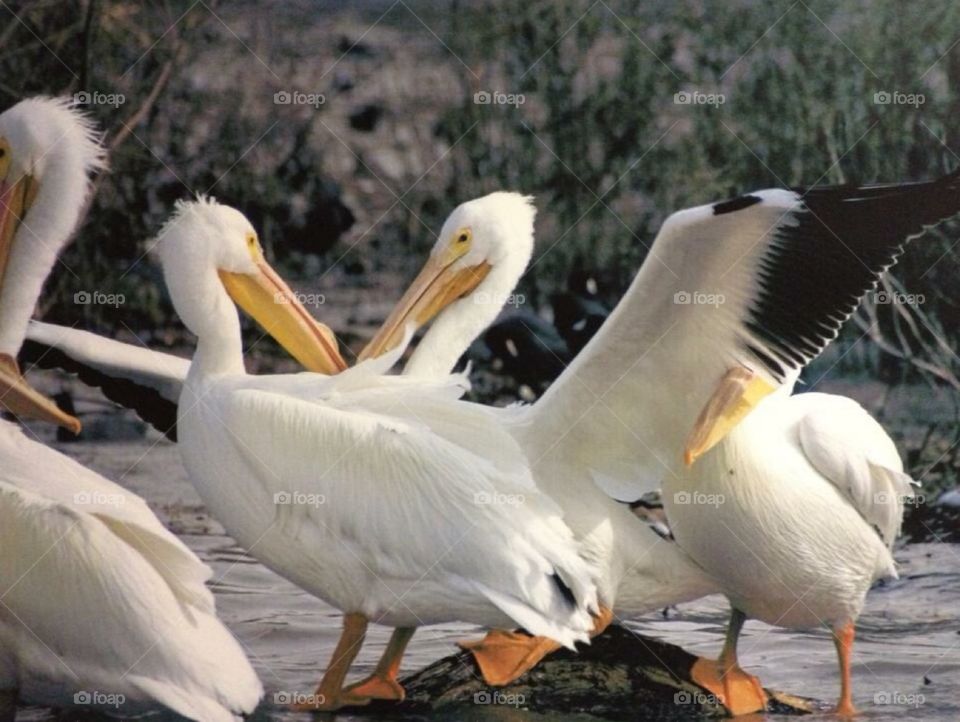 Pelican argument 