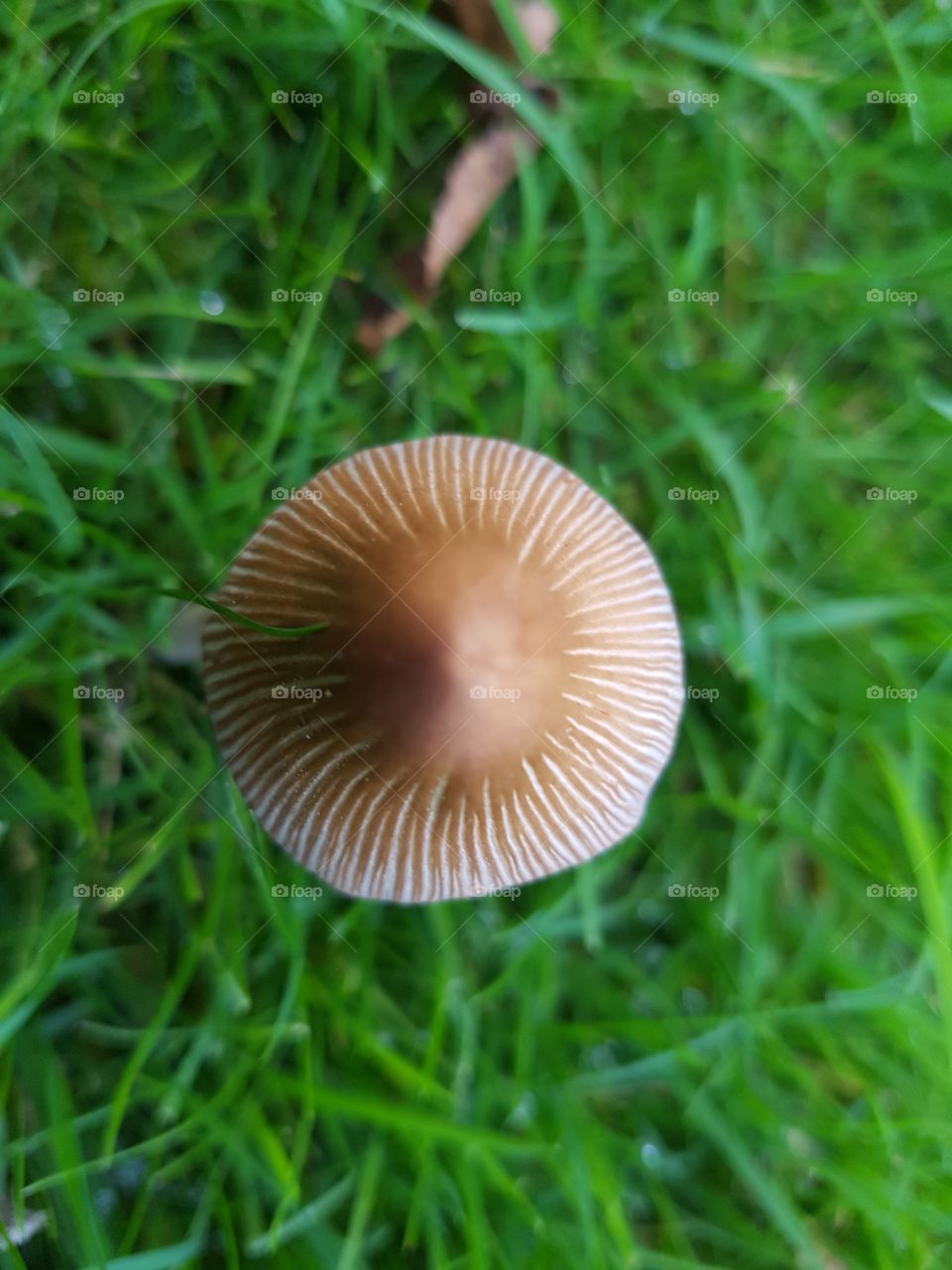 fungus