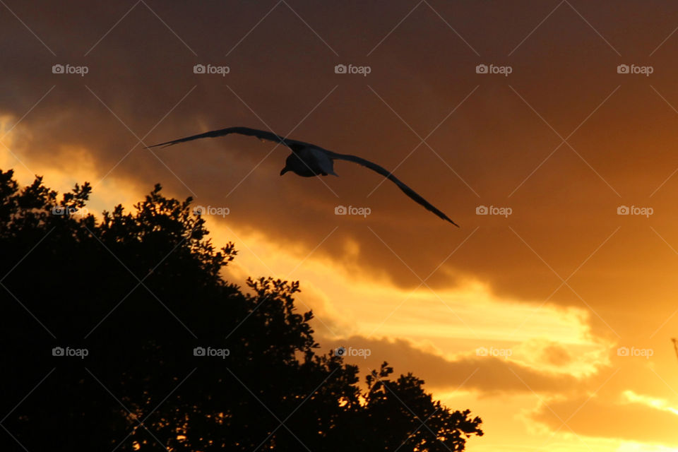 Seagull silhouette at sunset