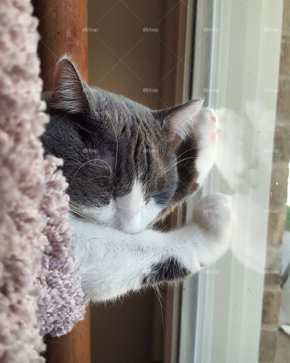 Sleeping window kitty