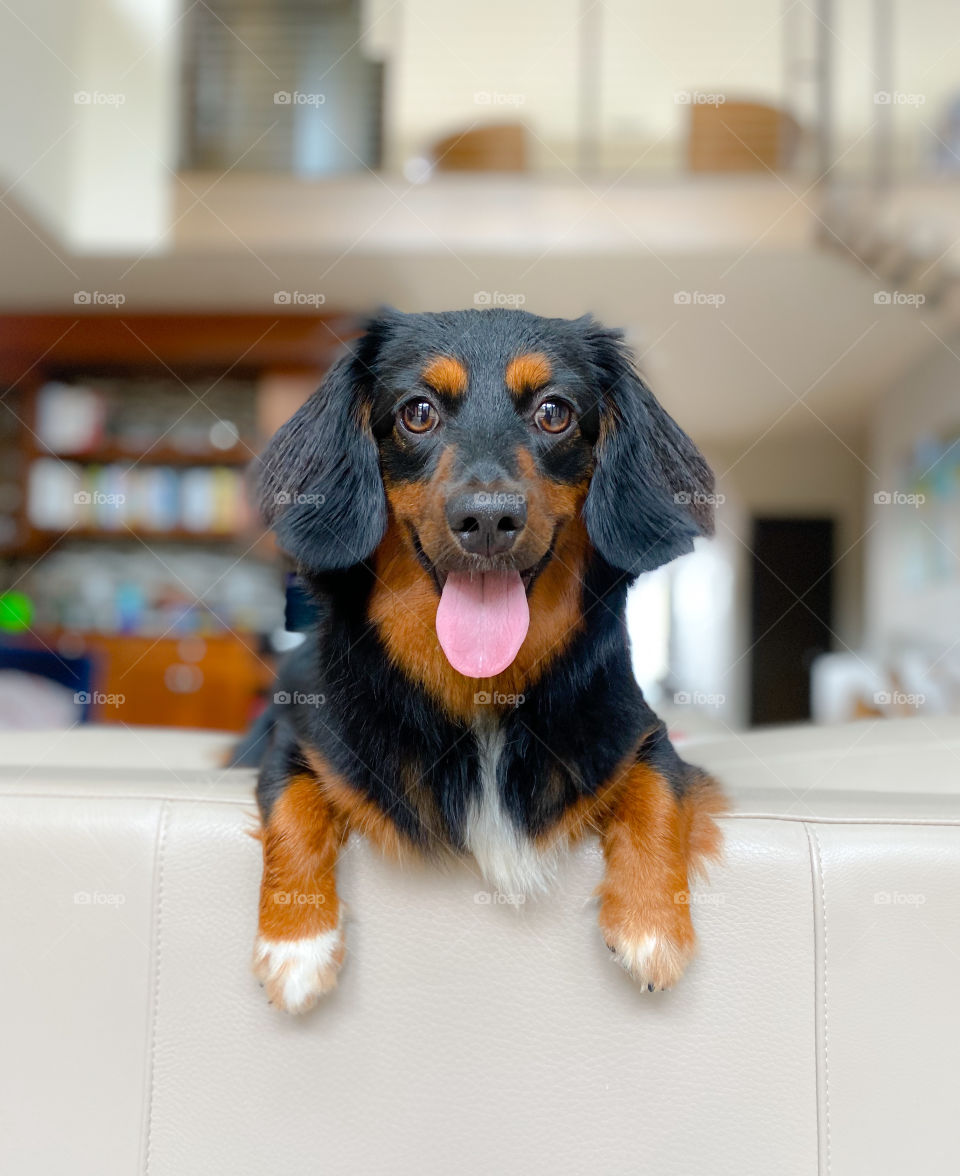 Cute puppy lying on the couch 