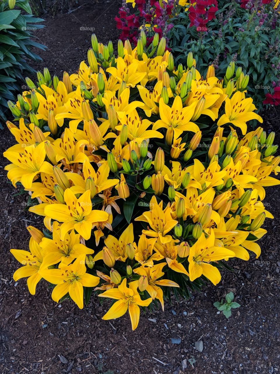 Bright Yellow Day Lillies