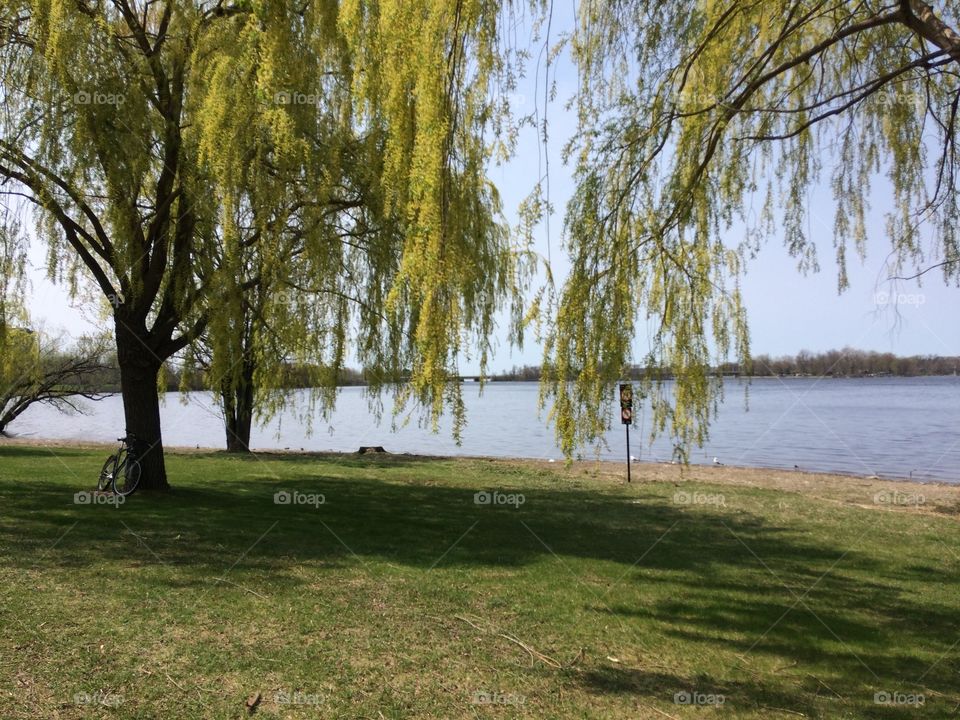 Weeping willows by the river
Ottawa On
Canada