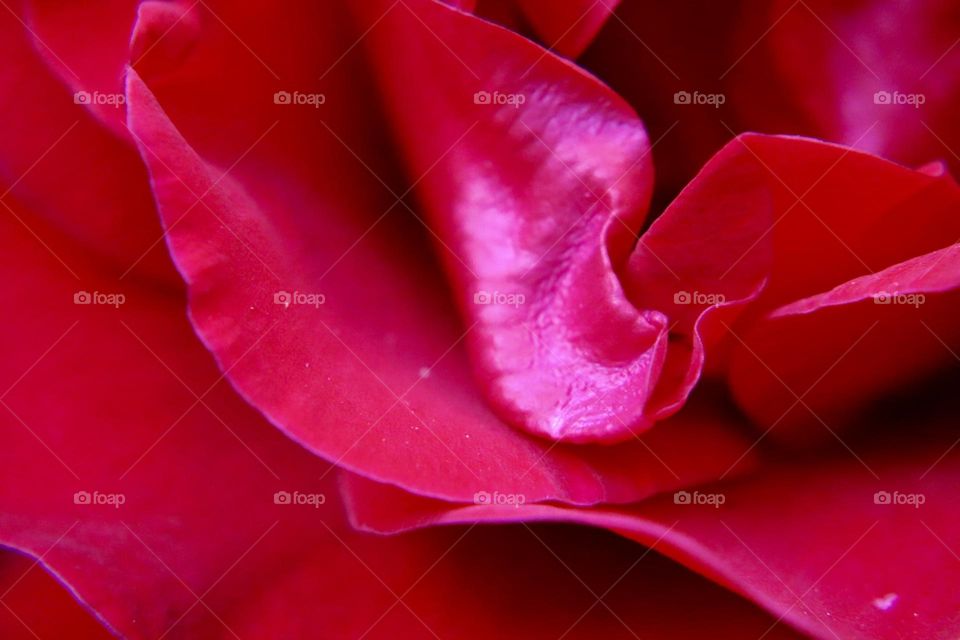 Red rose petals 