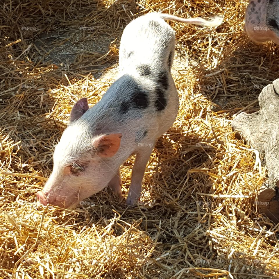 Piglet at Farm