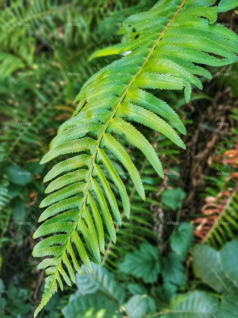 Fern