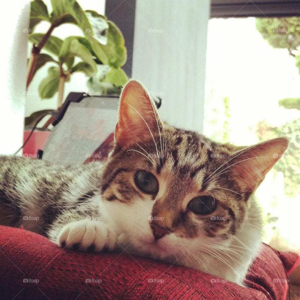 Cat relaxing on pillow