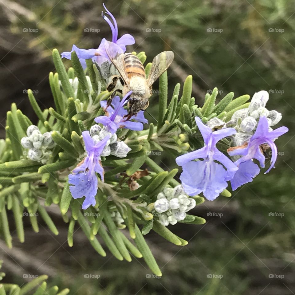 Bee on Purple Flower