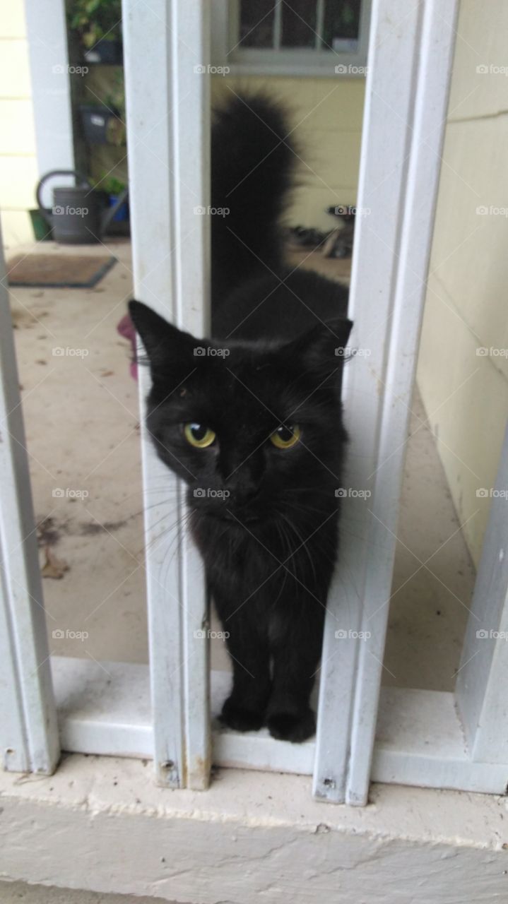 Black Cat on Porch