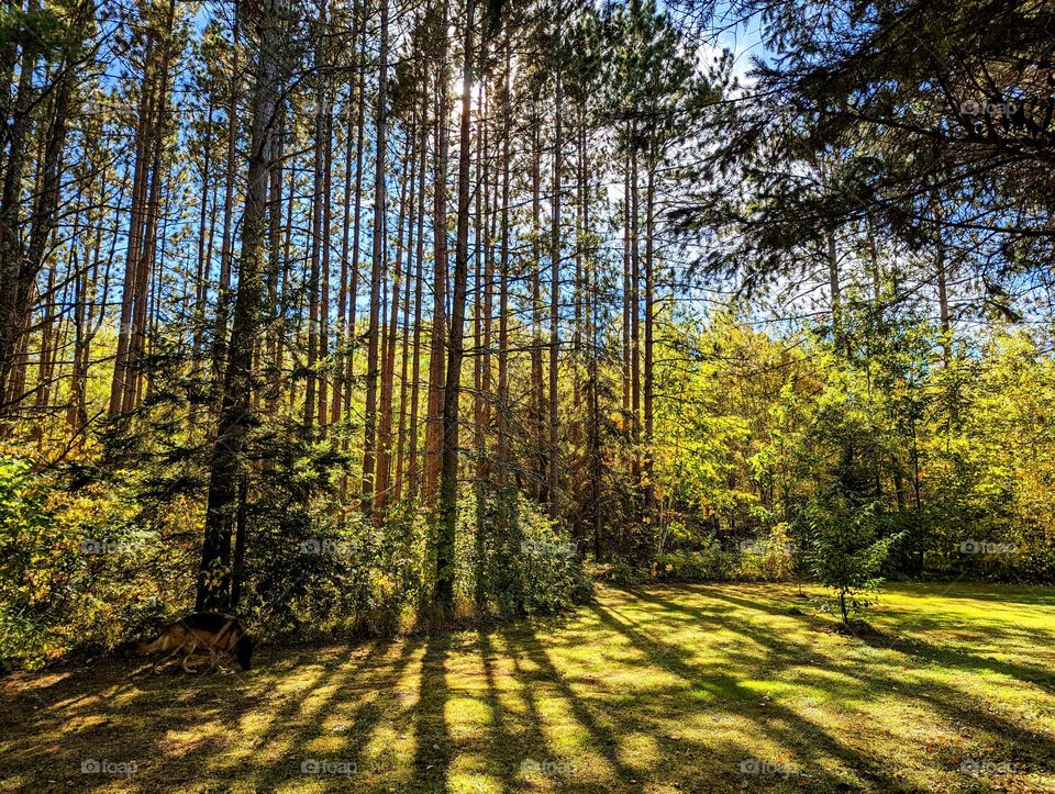 Country side sunshine