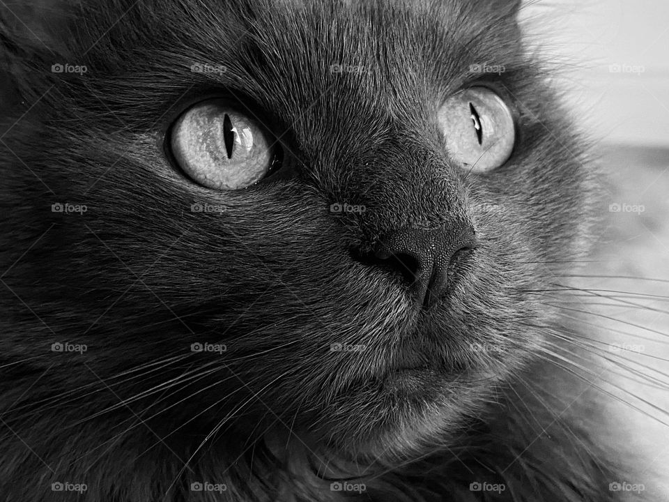 Close up of the face of a cat