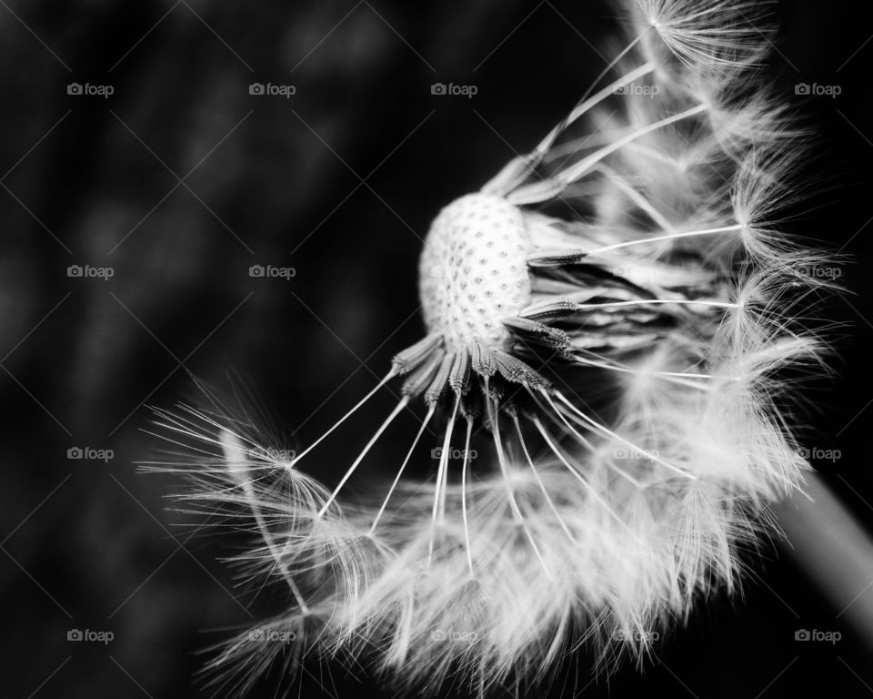 Dandelion Clock in B&W 