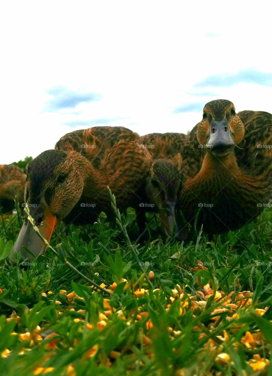 Duckies in the grass. Ducklings eating in the grass