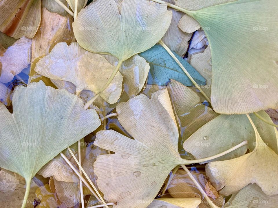 fallen ginkgo leaves